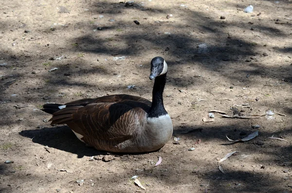 stock image Canadian Goose