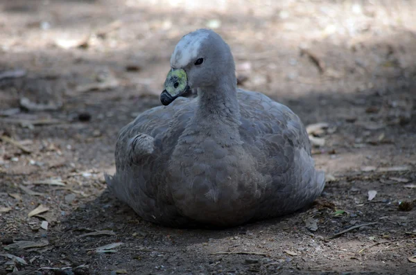 Cape barren goose — Stock Photo, Image