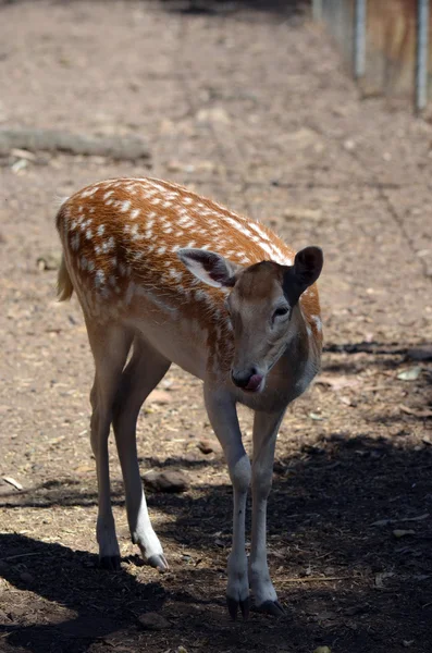 Deer with spots — Stockfoto