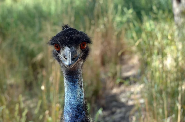Emu Gros plan — Photo