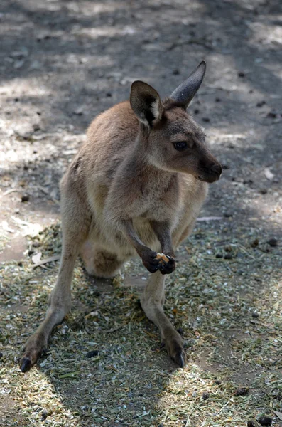 KI kangaroo — Stock Photo, Image