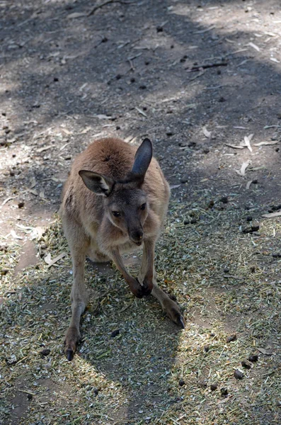 Kanguru Kanguru Adası — Stok fotoğraf