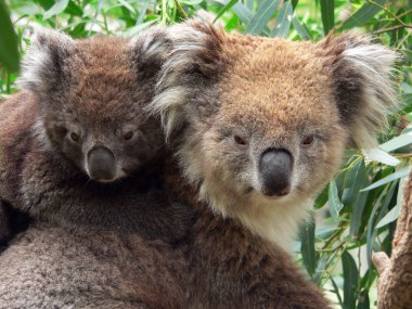 Avustralya koala