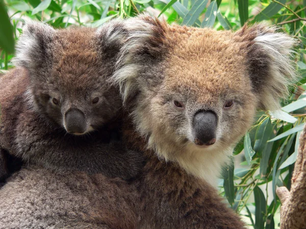 stock image Australian Koala