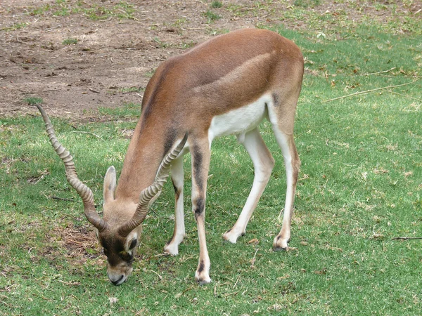 stock image Eland eating