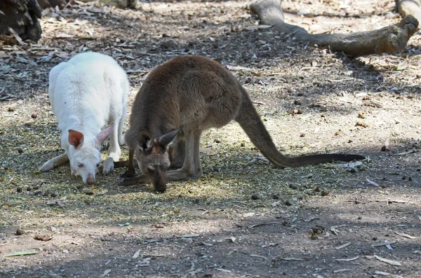 Dwa kangury ki — Zdjęcie stockowe