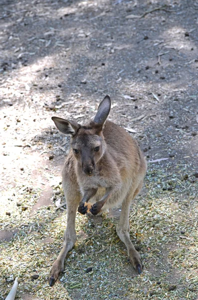 Ki kangaroo — Stock Photo, Image