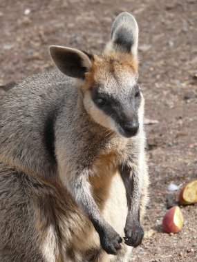 Bataklık wallaby