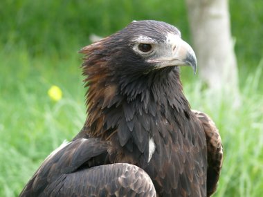 Wedge tailed eagle clipart