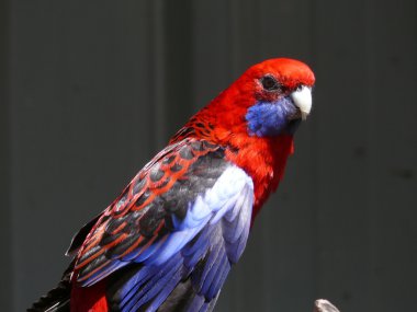 Crimson rosella clipart