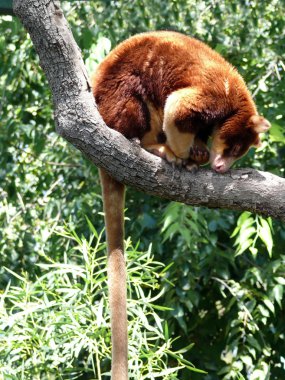 Tree kangaroo clipart