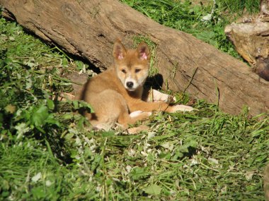 Golden dingo clipart