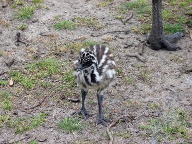 Curlew Chick clipart