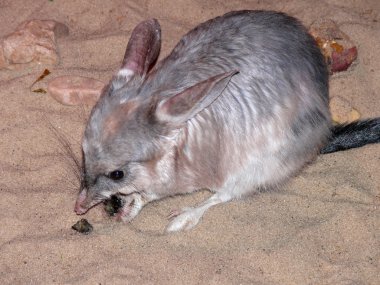 Australian bilby clipart