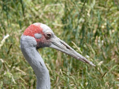 Brolga