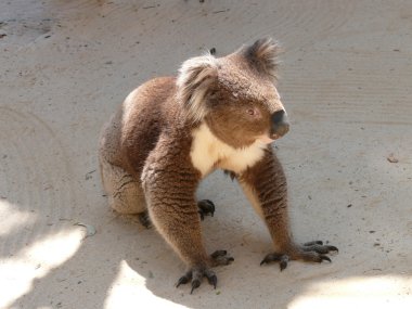 Avustralya koala