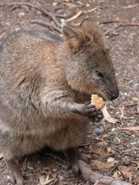 Quokka