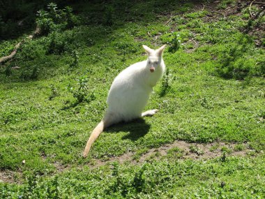 Albino Wallaby