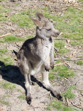 Joey kanguru