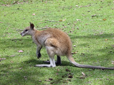 Çevik wallaby