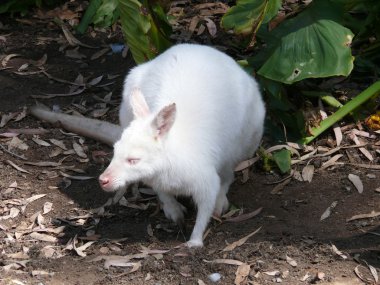 Albino Wallaby