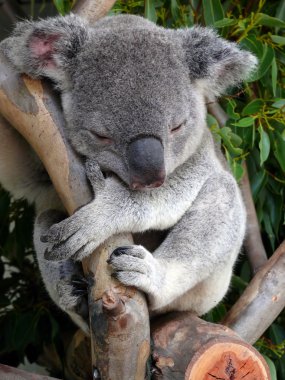 Avustralya koala