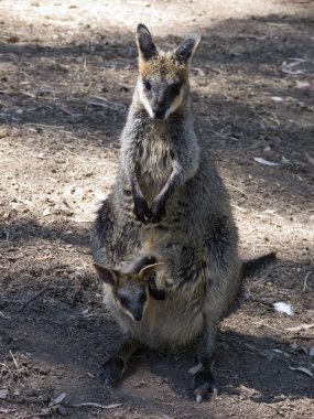 Bataklık wallaby