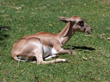 Genç addax