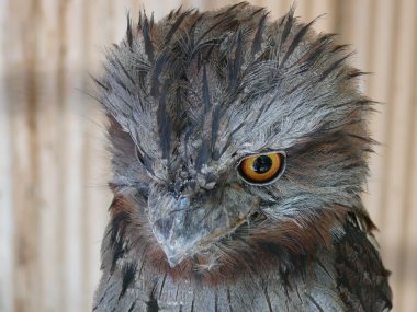 Tawny frogmouth clipart