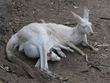 joey ile albino kanguru