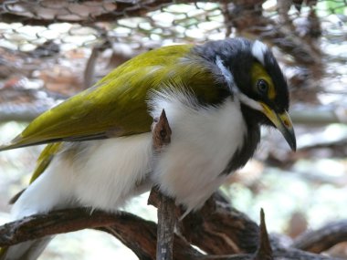 mavi gözlü honeyeater