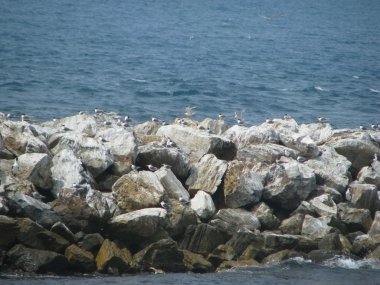 taş döşeli bahçe ile deniz kuşları