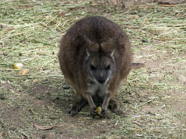 Kurtafarkú kenguru — Stock Fotó