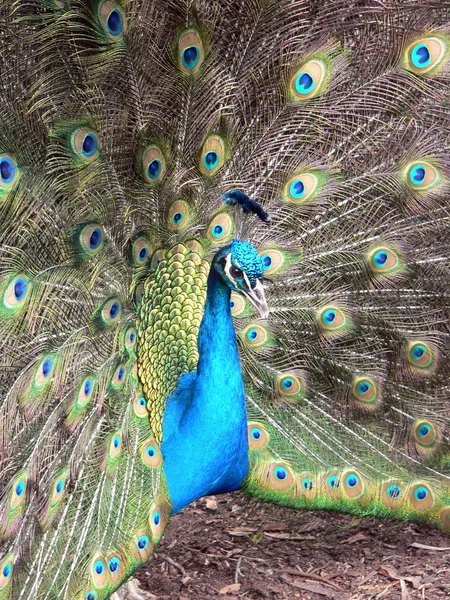 Peacock close-up — Stockfoto