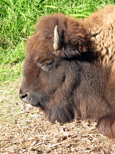 stock image American Bison