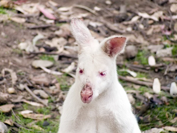 Albinos wallaby — Photo