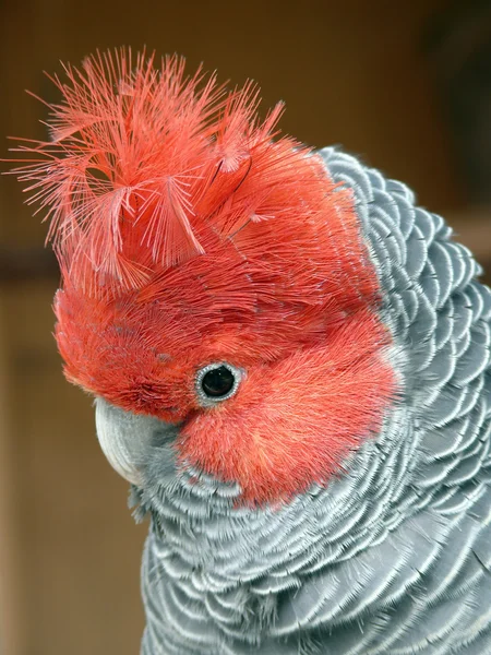 stock image Gang-gang parrot