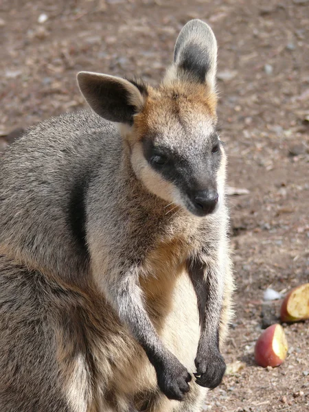 Moeras Irmawallabie — Stockfoto