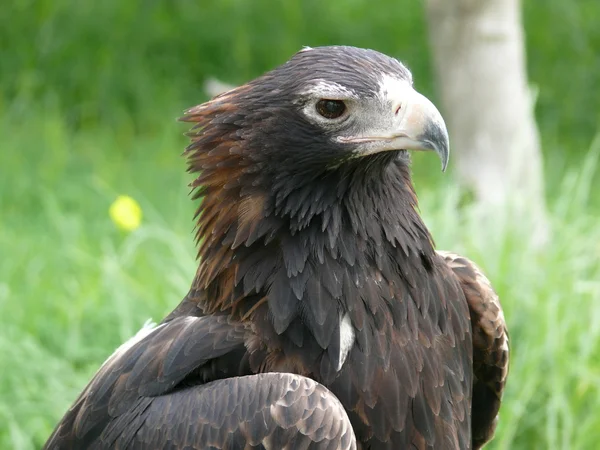Σφήνα ουρά αετός — Φωτογραφία Αρχείου