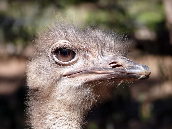 Ostrich close up — Stock Photo, Image