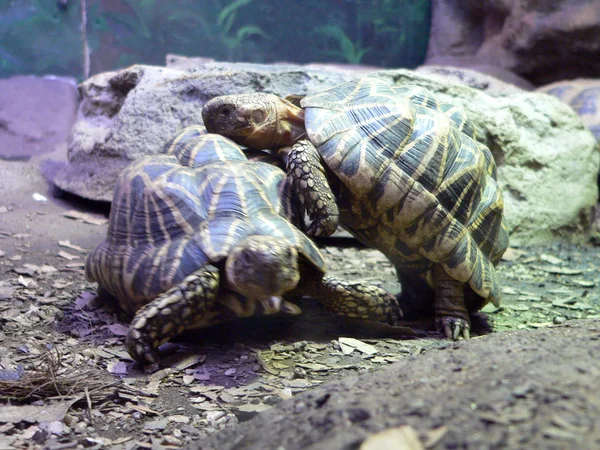 stock image Turtles climbing