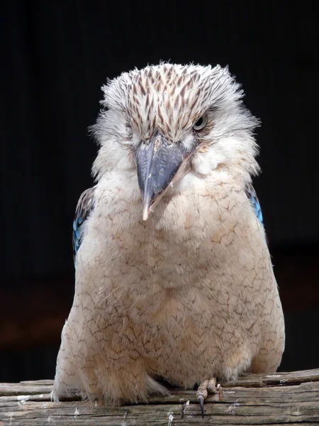 Stock image Kookaburra