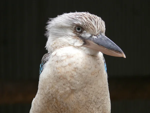 Kookaburra — Stockfoto