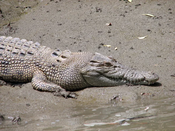 Crocodilo de perto — Fotografia de Stock