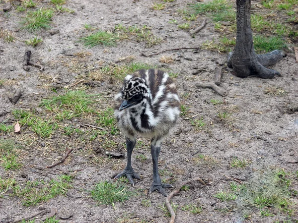 stock image Curlew Chick