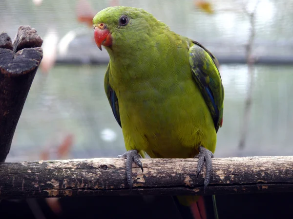 Papagaio-regente — Fotografia de Stock