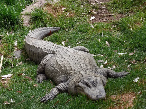 Krokodil közelről — Stock Fotó