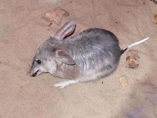Australiska kaninpunggrävling — Stockfoto