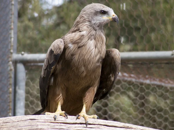 Falco in gabbia — Foto Stock