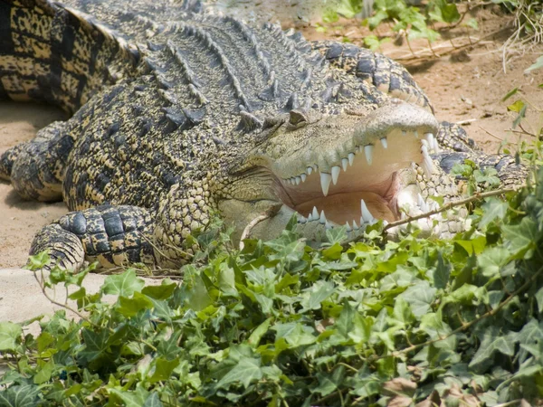 Krokodyl z bliska — Zdjęcie stockowe